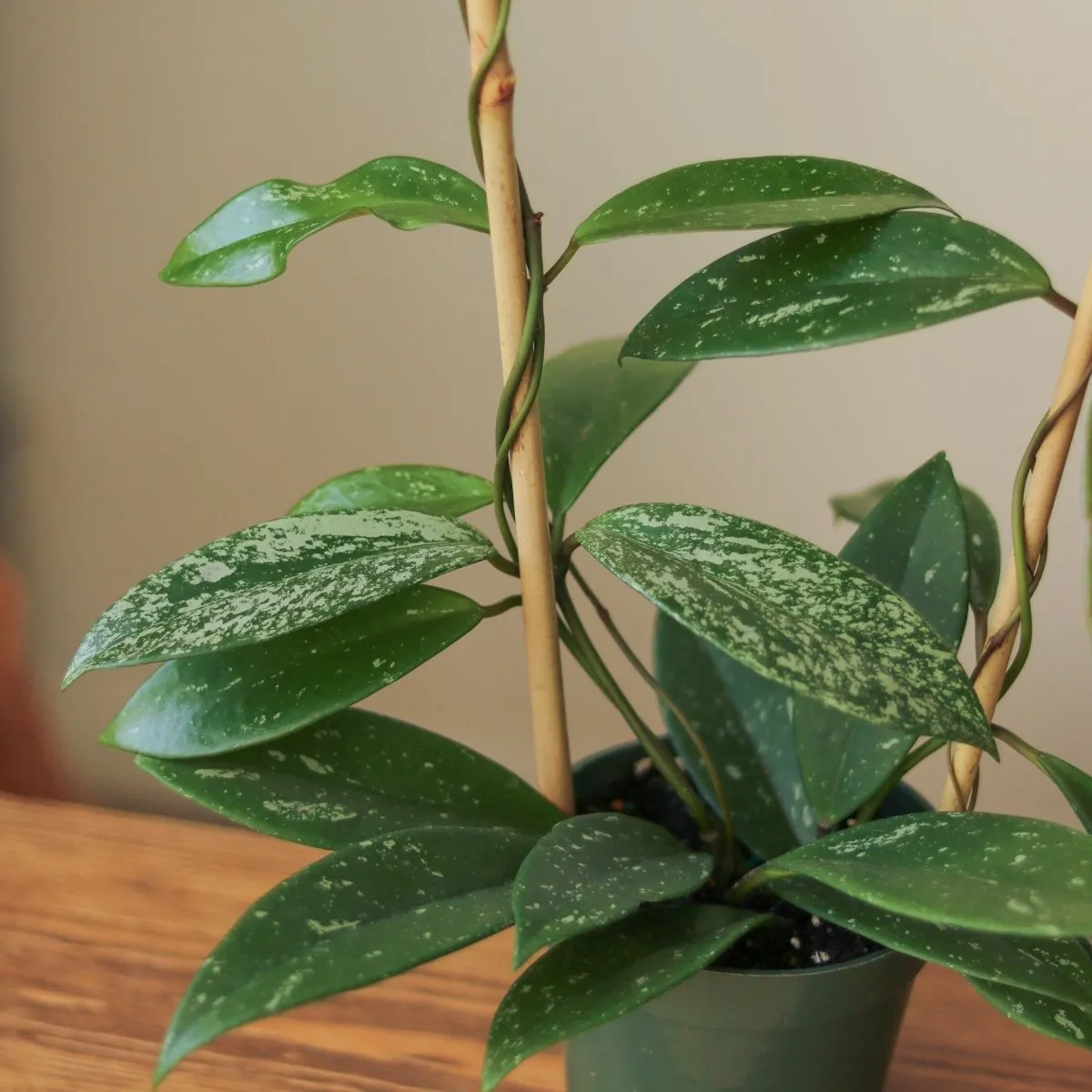 Hoya Pubicalyx 'Splash' Wax Plant